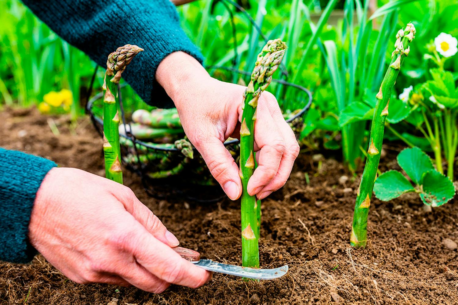 Vihreä parsa Vihreä parsa kasvatus